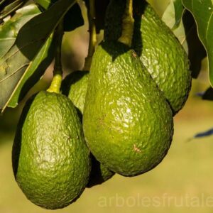 Palta silvestre Orgánica de Clanci xkg