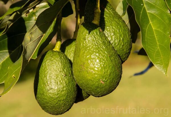 Palta silvestre Orgánica de Clanci xkg