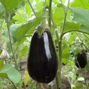 Berenjena Agroecológica de La Lucrecia (Jujuy) xkg