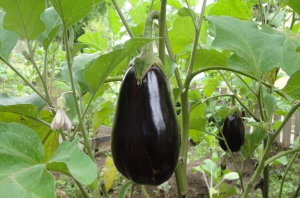 Berenjena Agroecológica de La Lucrecia (Jujuy) xkg