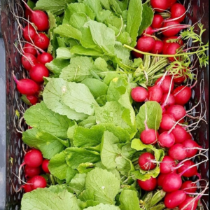 Rabanito Agroecológico de Josué xPaquetito