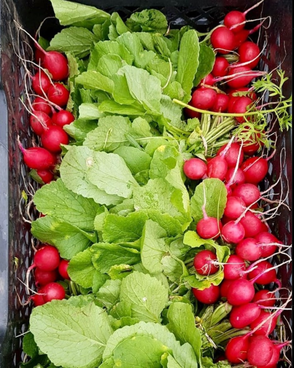 Rabanito Agroecológico de Josué xPaquetito