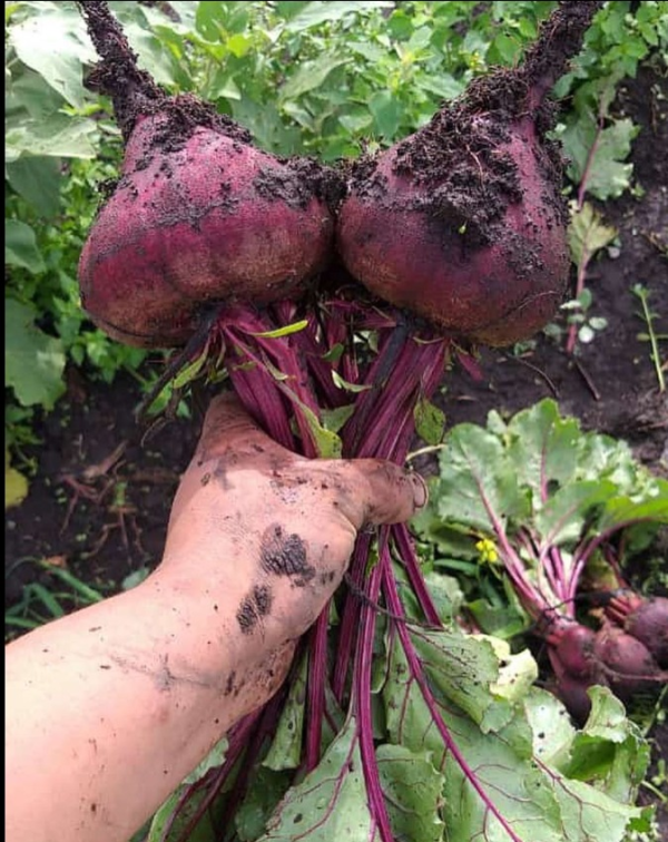Remolacha Agroecológica con Hoja de Oso xPaq.