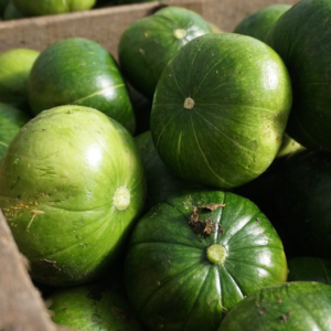Zapallito Agroecológico de UTT xkg