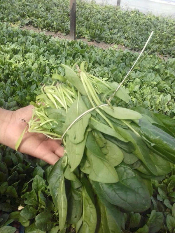 Espinaca Agroecológica x TRES paquetes de Colonias UTT (Lujan)