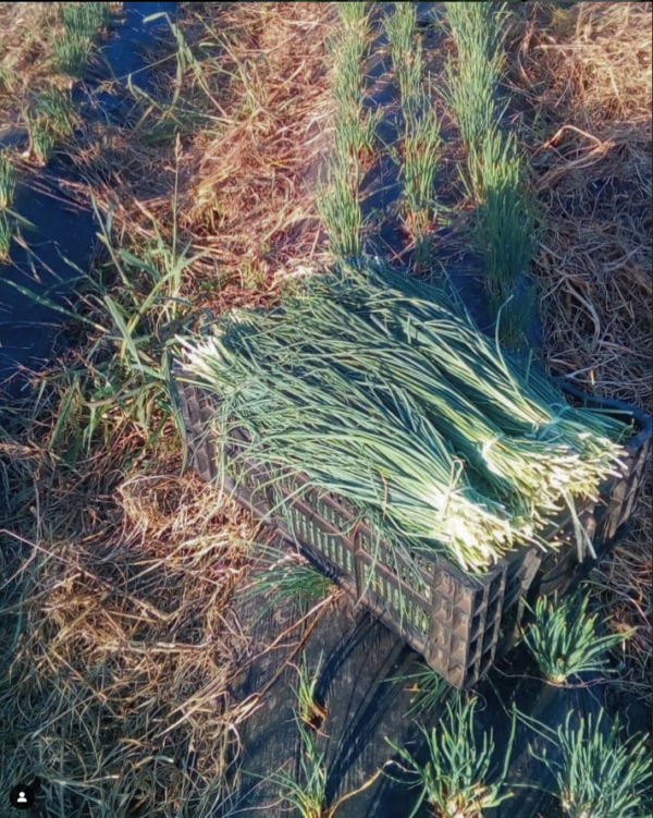 Ciboulette Agroecológico de Josué xPaq.