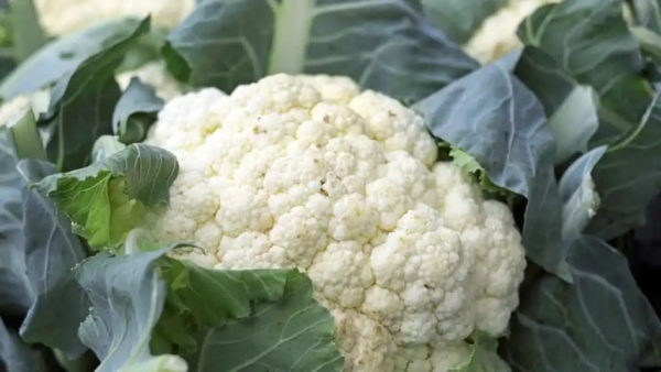 Coliflor Agroecológico de Oso x500-600gr