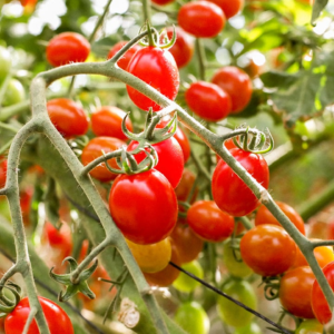Tomate cherry Agroecológico de La Lucrecia (Jujuy) x500grs.