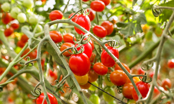 Tomate cherry Agroecológico de La Lucrecia (Jujuy) x500grs.