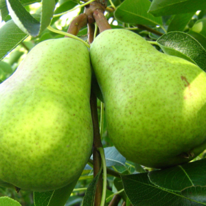 UTT - Pera Packham Agroecológica xkg
