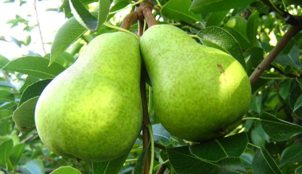 UTT - Pera Packham Agroecológica xkg