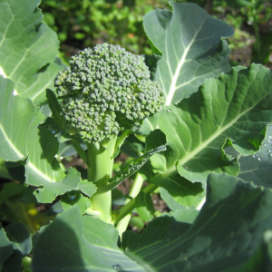 Brócoli Agroecológico de Quintas 1610 PROMO x 3 Unidades