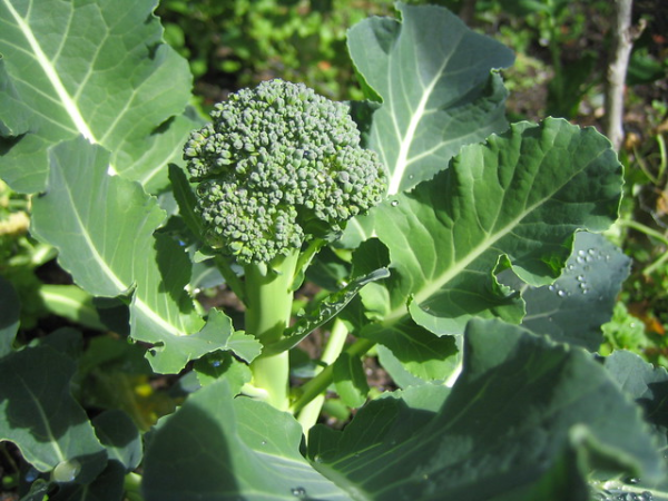 Brócoli Agroecológico de Quintas 1610 PROMO x 3 Unidades
