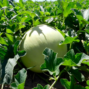 Melón Rocío de Miel Orgánico de Lejardinere x unidad (Aprox. 1.5-2.5kg)