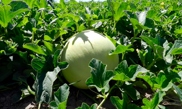 Melón Rocío de Miel Agroecológico de Buenas Raíces x1/2 pieza