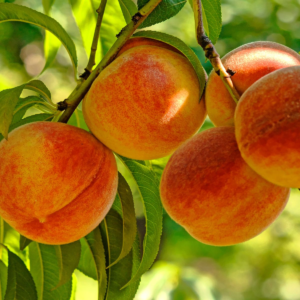 Durazno Agroecologico de Mendoza
