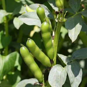 Habas en vaina de Kalu Verde x500grs