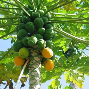 Papaya Orgánica de La Lucrecia x Unidad aprox 900grs.