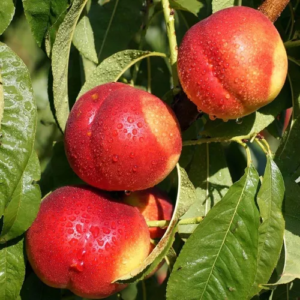 Pelón Agroecológico de Jardinere xkg