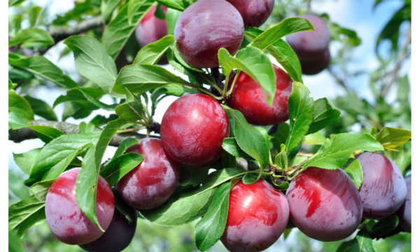 Ciruela Santa Rosa Agroecológica de Buenas Raíces xkg