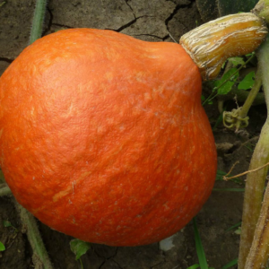 Zapallo Hokkaido/Princesa Orgánico de Puente Blanco xkg