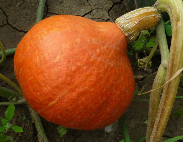 Zapallo Hokkaido/Princesa Orgánico de Puente Blanco xkg