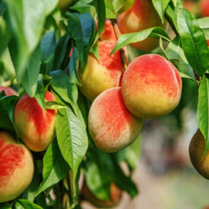 Durazno Amarillo agroecológico de Buenas Raíces xkg