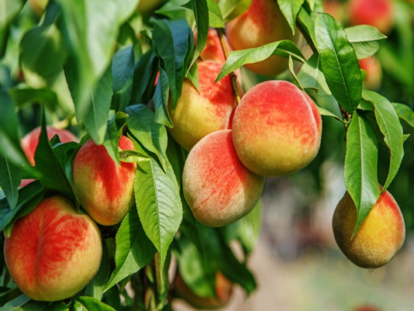 Durazno Amarillo agroecológico de Buenas Raíces xkg