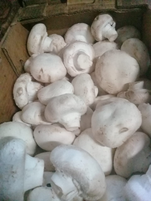 Hongos champiñon x200 gr