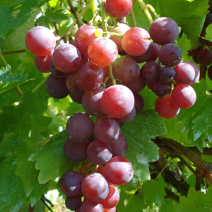 Uvas Red Globe Orgánicas de Buenas Raíces xkg