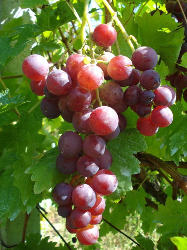 Uvas Red Globe Orgánicas de Buenas Raíces xkg