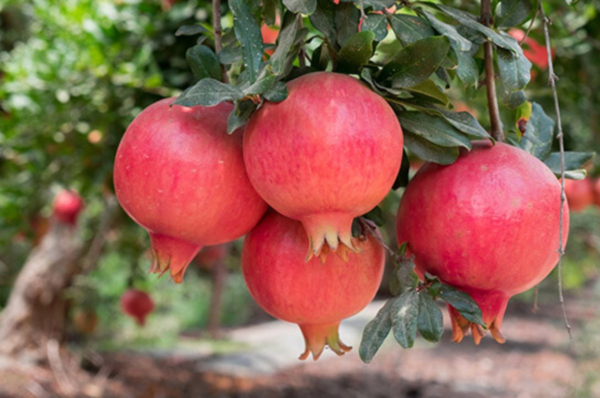 Granada Agroecológica de Finca Ecotipa (Tucumán) x1/2kg (2 unidades)