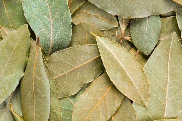 Laurel x Atado de Agroprimavera