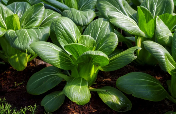 Pak choi x500grs (1-2) Unidades