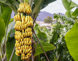 Banana Cavendish Orgánica de La Lucrecia (Jujuy) x1kg