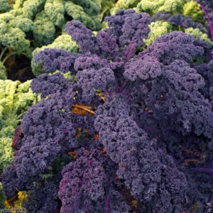 Kale Morado Agroecológico de Quintas Agroprimavera xPaq.