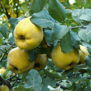 Membrillo Smyrna Orgánico de Buenas Raíces x unidad