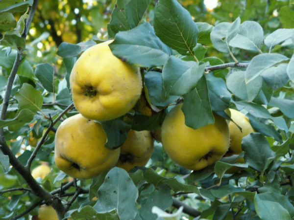 Membrillo Smyrna Orgánico de Buenas Raíces x unidad