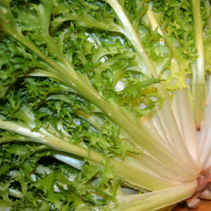 Escarola Fina de Quintas Agroprimavera x500grs.