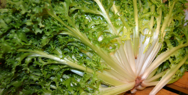 Escarola Fina de Quintas Agroprimavera x500grs.