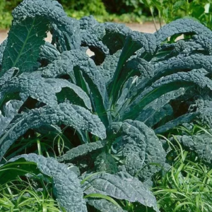 Kale Dinosaurio Agroecológico de Quintas Agroprimavera xPaq.