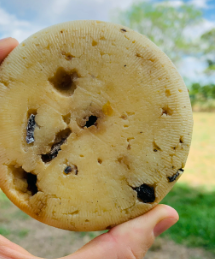 Queso Sardo con hongos de pino Agroecológico aprox. 500grs.