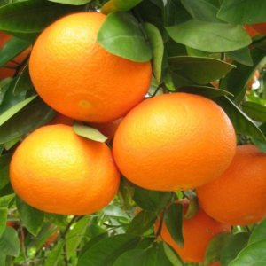 Mandarina Encore Agroecológica de Don Luis xkg
