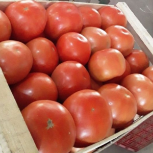 Tomate Redondo Agroecológico de La Lucrecia (Jujuy) xkg