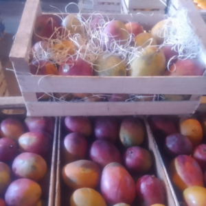 Mango Tommy Agroecológico de Finca la Lucrecia x500-600grs