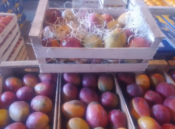Mango Tommy Agroecológico de Finca la Lucrecia x500-600grs