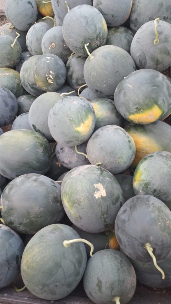 Sandia BABY Orgánica de San Nicolas x 1/2 pieza