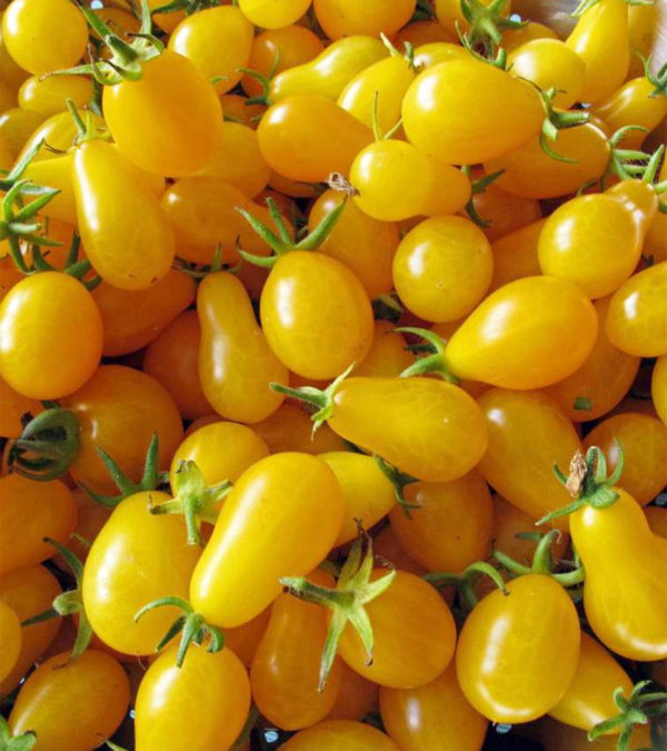 Tomate cherry amarillo agroecológico de Oso x500grs.