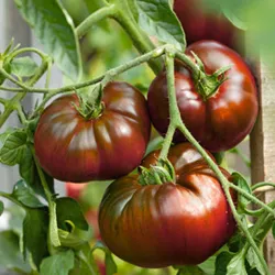 Tomate Reliquia variedad Cherokee agroecológico de Sembra