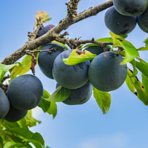 Ciruela Negra Agroecológica de Rio Colorado xkg